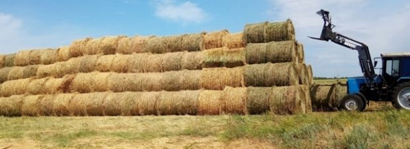 "Ақ жол": Жем-шөпке арналған субсидияларды тек таңдаулы қожалықтар ала бере ме?