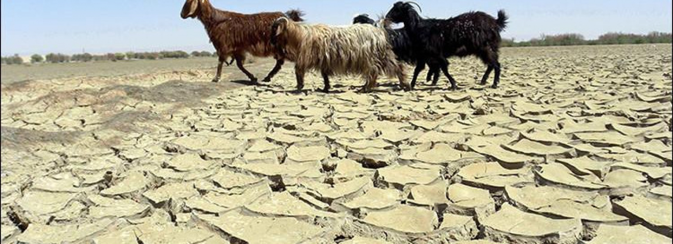 Как чиновники, зарывая голову в горячий песок, не заметили засухи