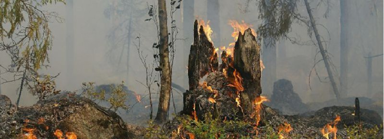 Павлодар облысында 300 гектар орман алқабы өртеніп жатыр