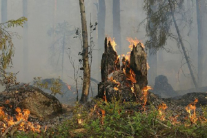 Павлодар облысында 300 гектар орман алқабы өртеніп жатыр