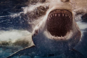Египеттегі курортта акуланың шабуылынан екінші әйел мерт болды