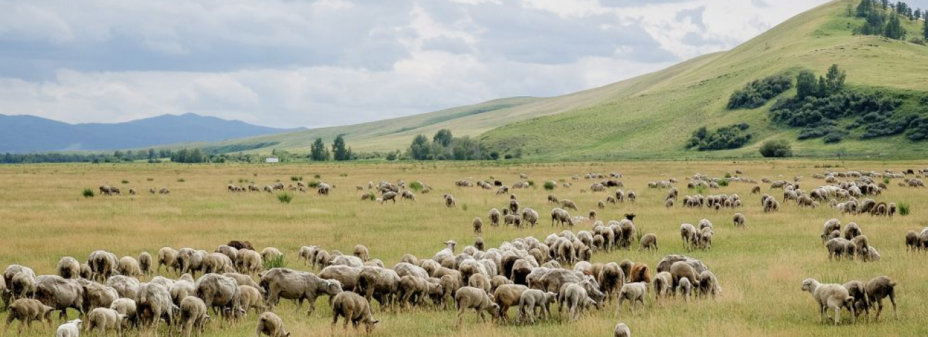 Бес мың тұрғынның жайылым жерін жайпап тастаған кәсіпкер