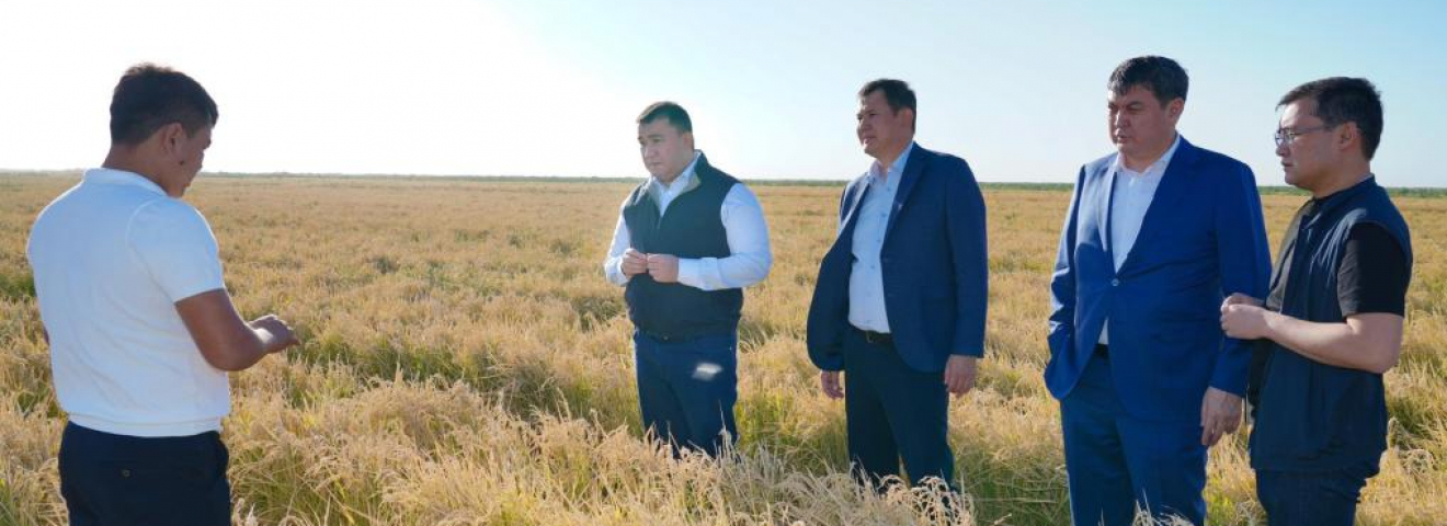 Отырар ауданында су үнемдеу технологиясымен күріш егілді