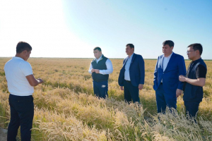 Отырар ауданында су үнемдеу технологиясымен күріш егілді