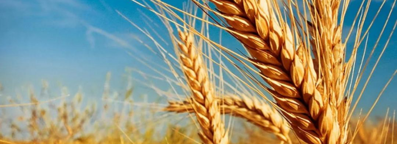 Қазақстанда 20 млн тоннаға жуық астық бастырылды