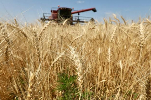 Шаруалардың егісі тарылса да өнімі мол шықты