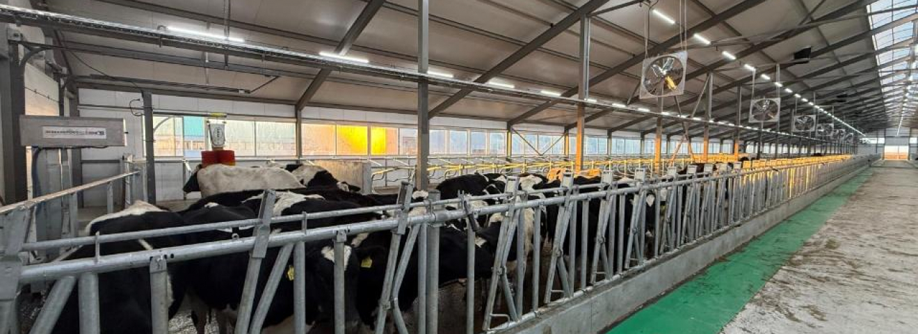 Келер жылы Қостанай облысында мал шаруашылығы саласында 15 жаңа инвестициялық жоба іске қосылады