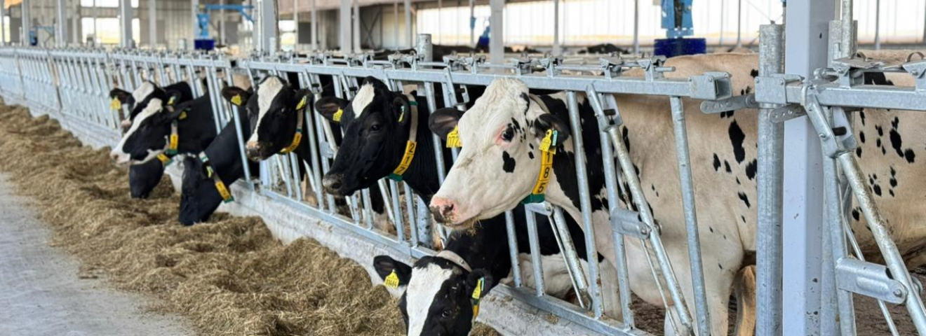 Ақмола облысында қуаттылығы жылына 30 мың бас мал болатын ет консорциумы құрылмақ