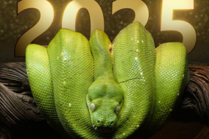 Итоги 2025 года: мудрость змеи оберегает Казахстан