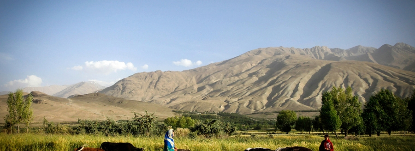 Әйелін ұрғандар жарты айға, қойды қорлағандар 5 айға қамалады