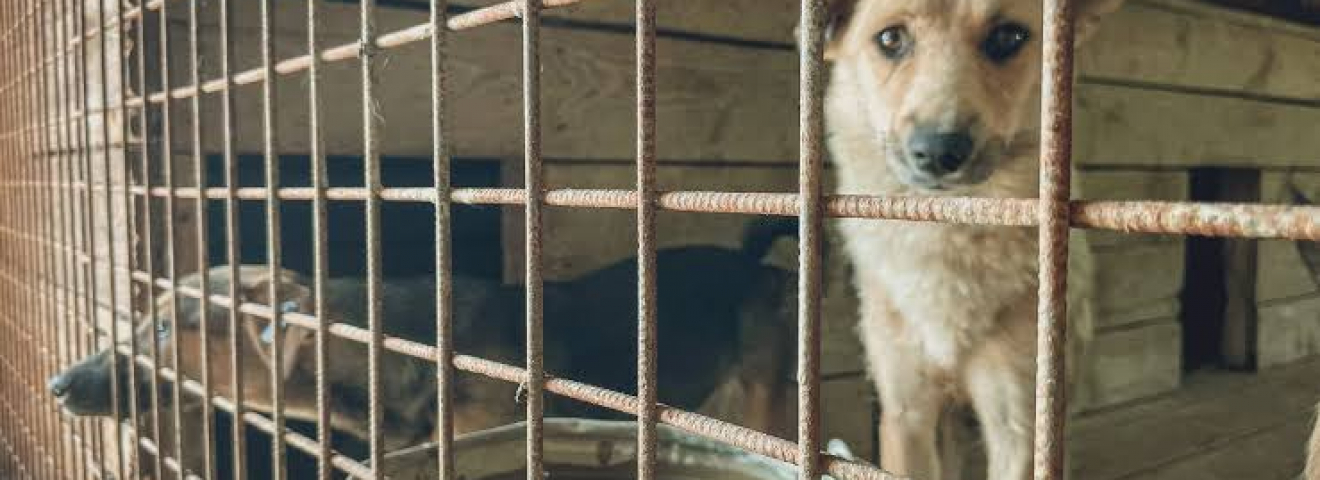 Общественники и депутаты требуют проверить зоозащитные организации