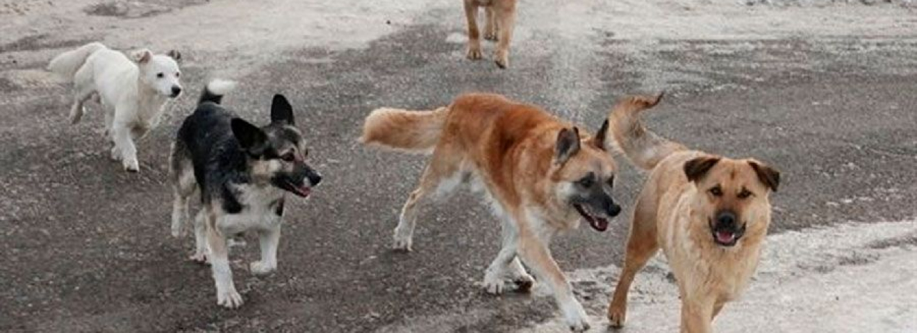 Балалар мен қоғамдық денсаулық: қаңғыбас жануарлардың жасырын қаупі