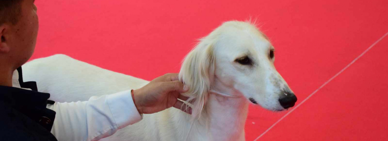 Казахский тазы триумфально представлен на World Dog Show 2026 в Болонье
