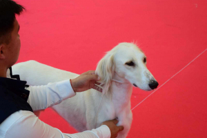 Казахский тазы триумфально представлен на World Dog Show 2026 в Болонье