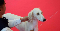 Казахский тазы триумфально представлен на World Dog Show 2026 в Болонье