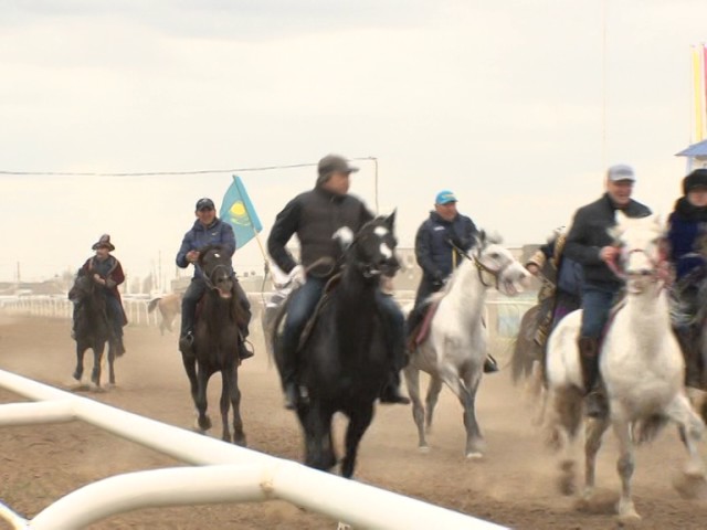 Павлодарда ат жарысқа қатысқан әкім аттан құлап қалды (видео)