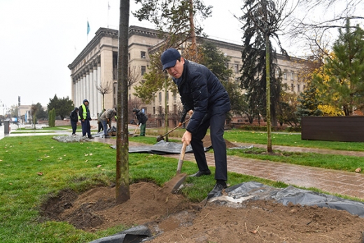 Алматы әкімі ағаш отырғызды