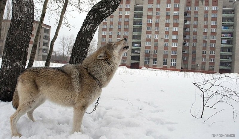 Өскеменде қала ішін қасқырлар кезіп жүр