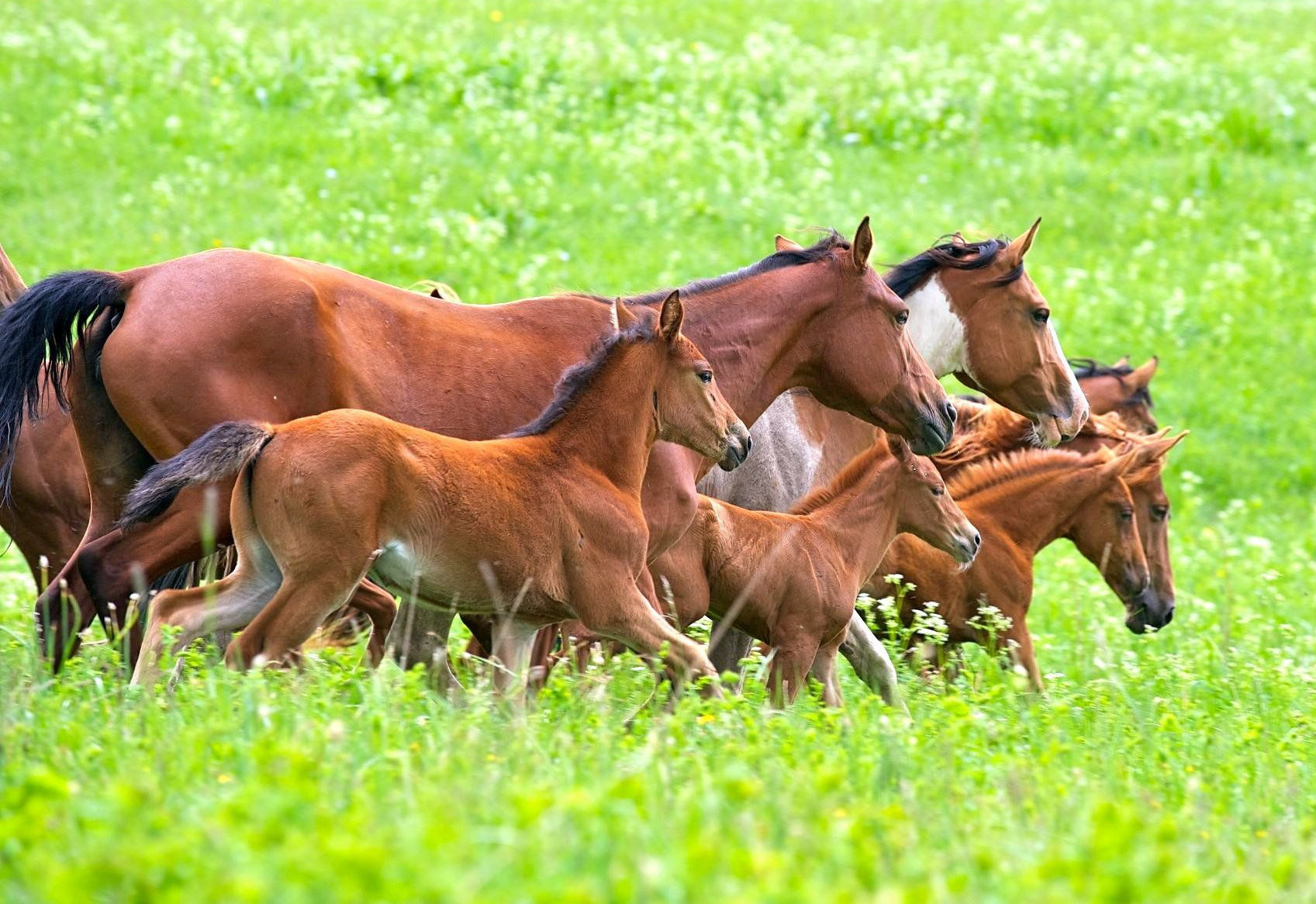 Үмітхан Мұңалбаева: Қазақ үшін жылқы - тектіліктің нышанына айналған