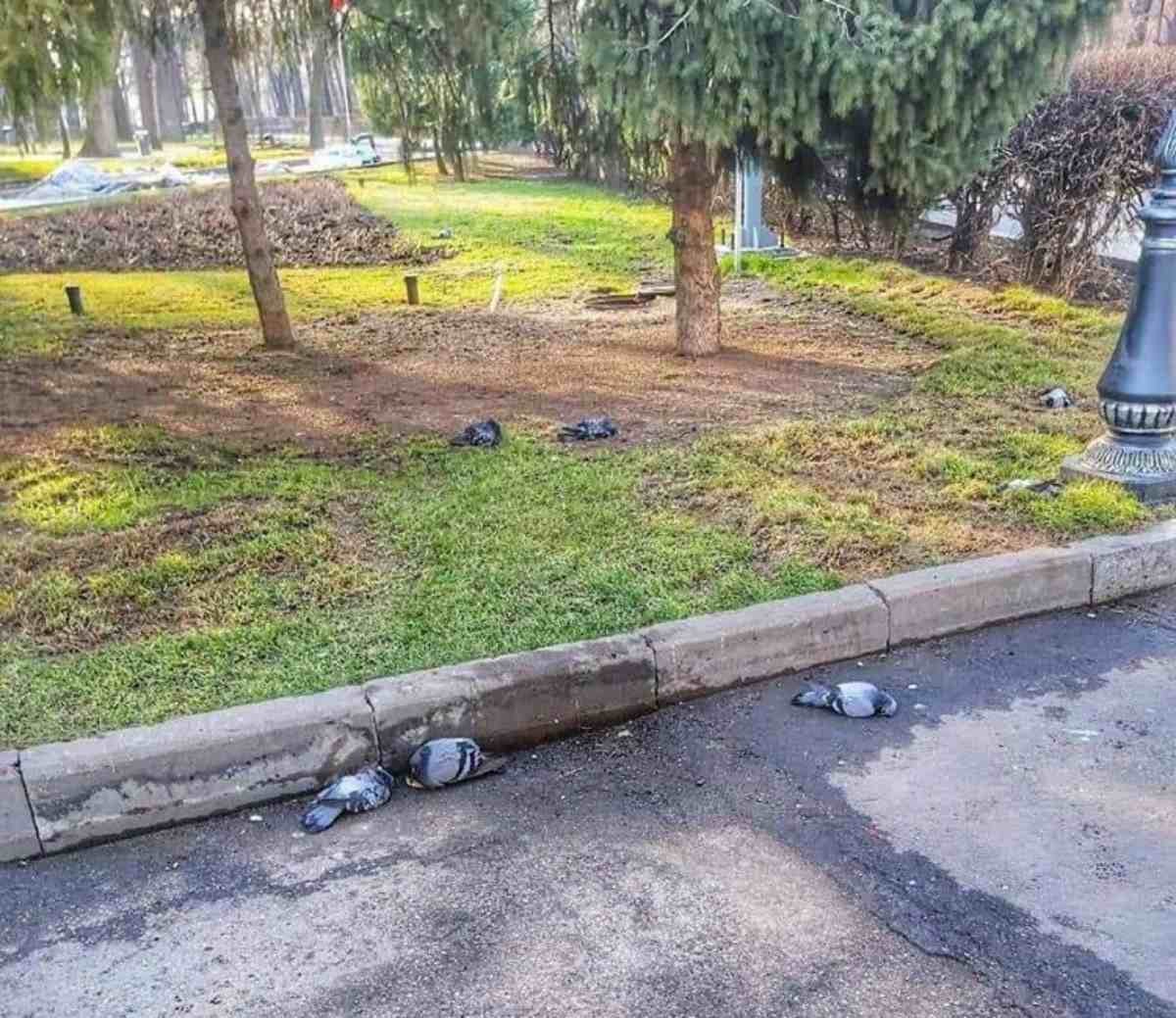Алматыда көгершіндердің жаппай қырылуы жұртты шошытты