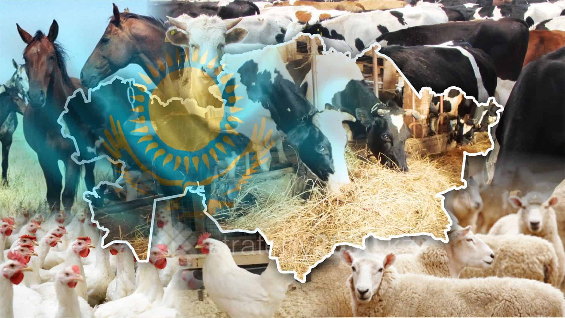 Ақмолалық ауыл шаруашылық тауар өндірушілері дабыл қағуда