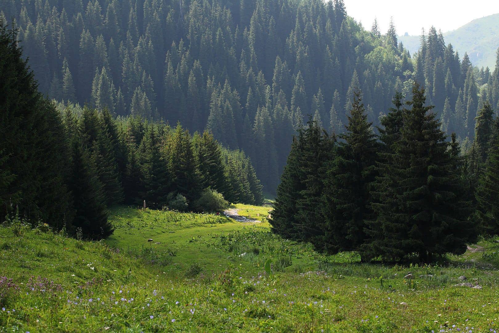 Іле-Алатауы ұлттық паркінің бір бөлігі жекеменшік компанияның басқаруына берілді