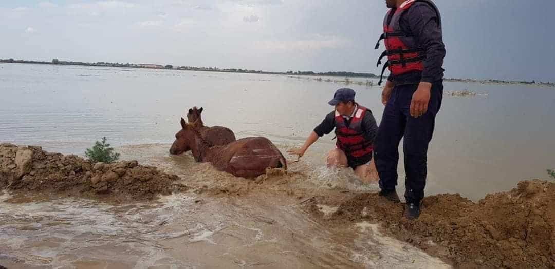 Мақтааралдағы су басқан ауылдардан 931 бас мал өлексесі шығарылды