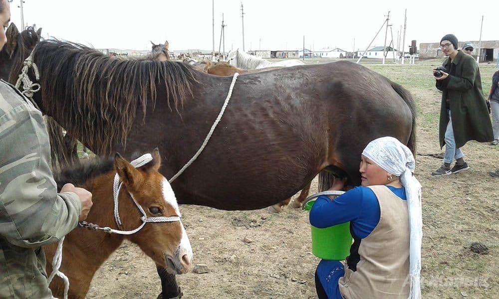 Шығыс Қазақстанда әкім ауыл ішінде бие сауғызбай отыр