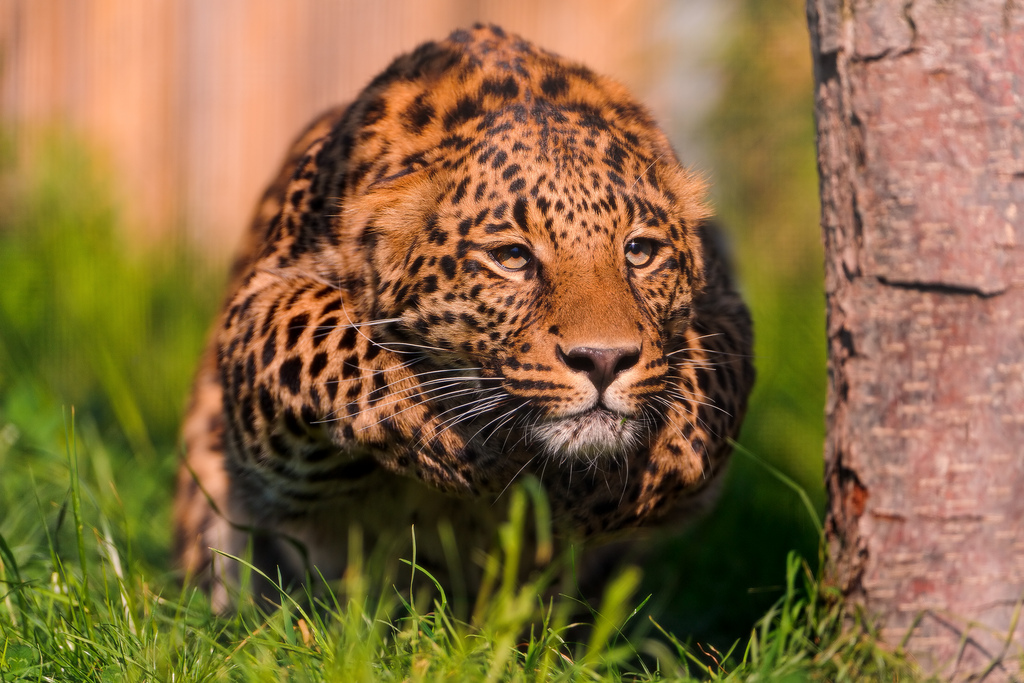 Wildlife of Africa. Leopards